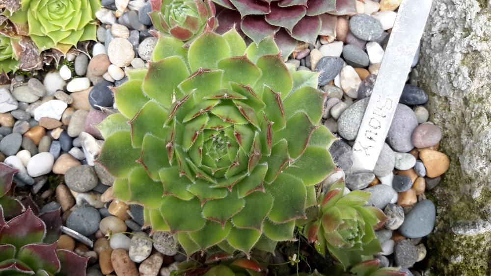 Photo of Hen and Chicks (Sempervivum 'Sioux') uploaded by Paddy