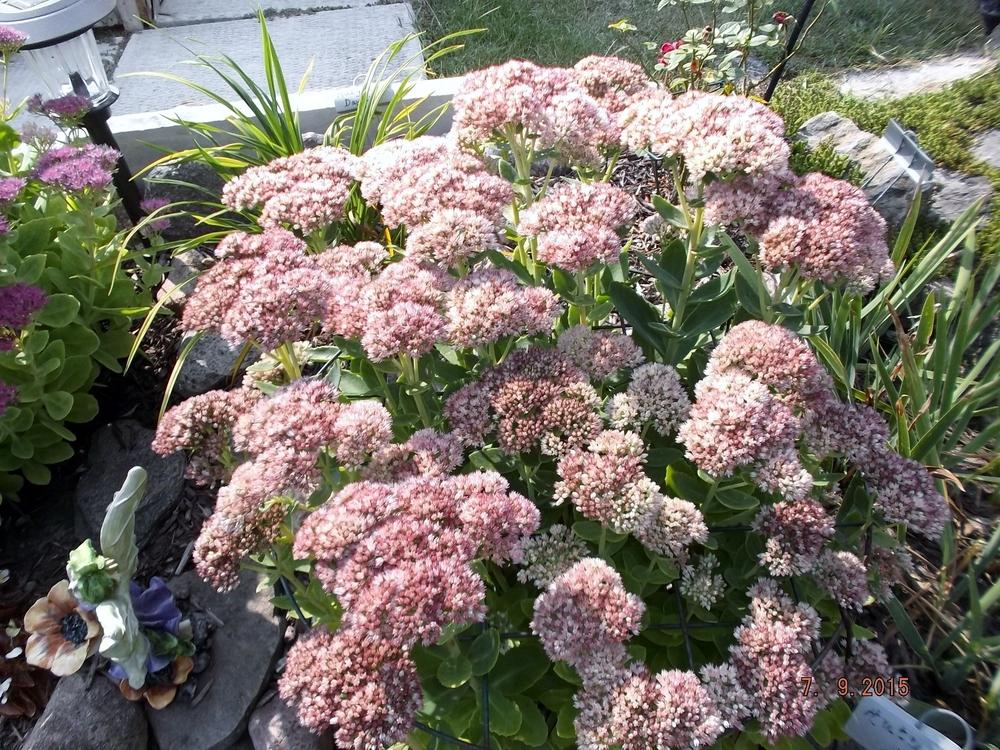 Photo of Sedum (Hylotelephium spectabile 'Herbstfreude') uploaded by linjarvis