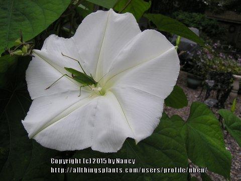 Photo of Moonflower (Ipomoea alba) uploaded by nben