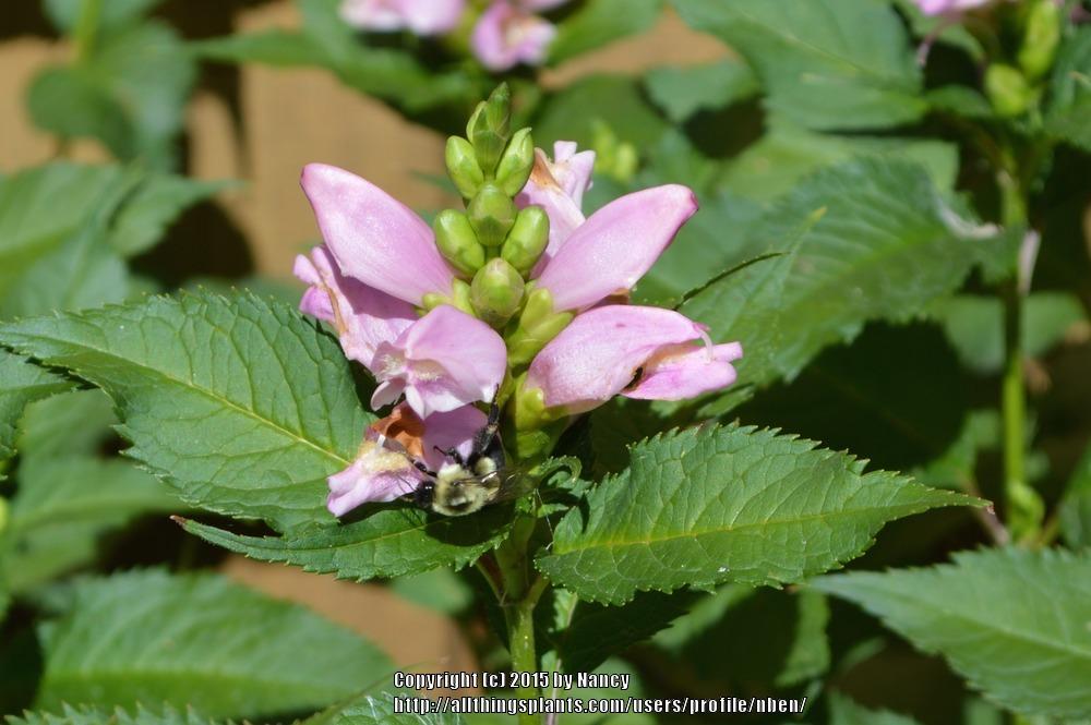 Photo of Pink Turtlehead (Chelone lyonii 'Hot Lips') uploaded by nben