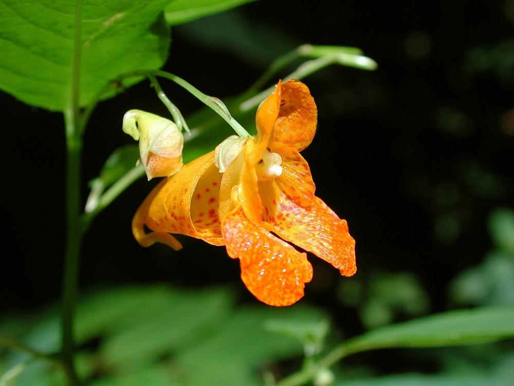 Photo of Orange Jewelweed (Impatiens capensis) uploaded by robertduval14