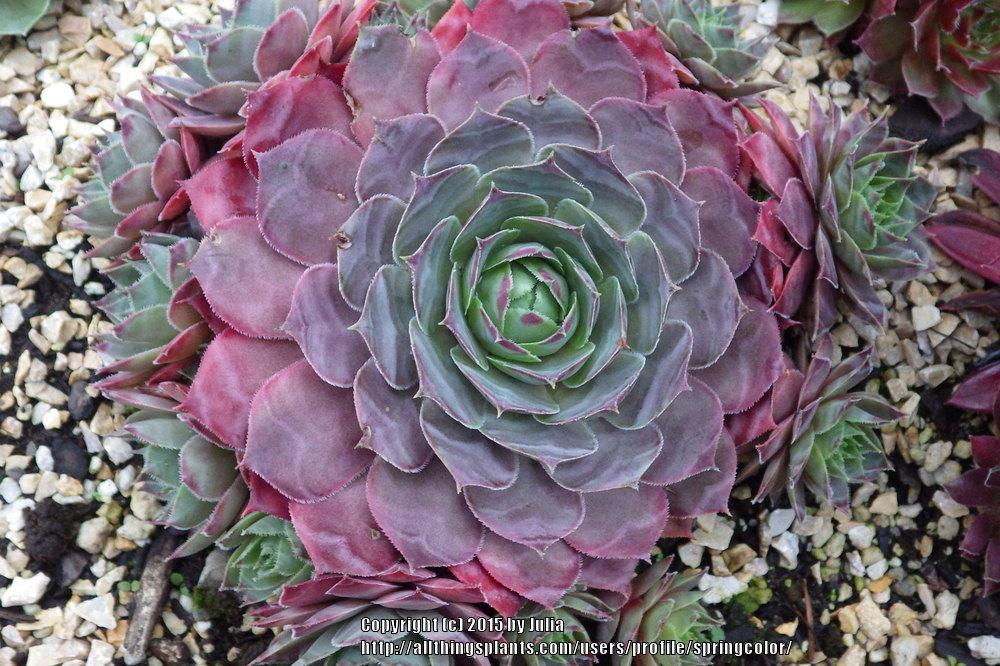 Photo of Hen and Chicks (Sempervivum 'Shawnee') uploaded by springcolor