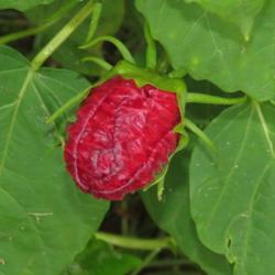 Location: Our Yard, near Central Iowa
Date: 2015-09-08
Looks like a delicious strawberry!