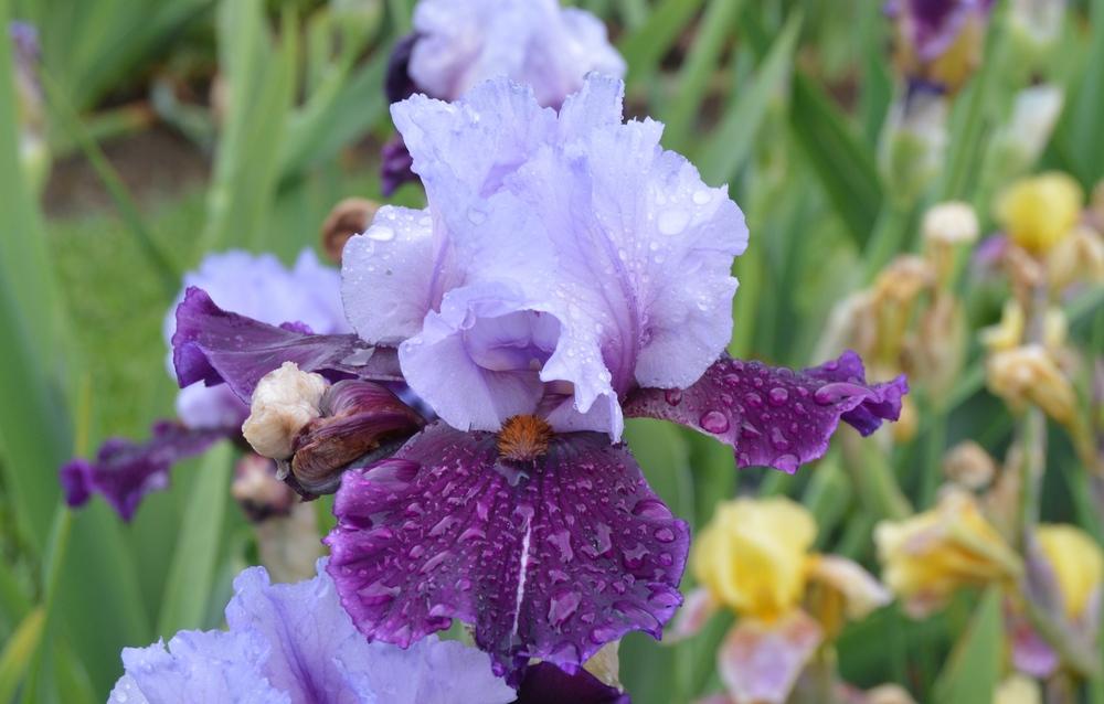 Photo of Border Bearded Iris (Iris 'Blueberry Treats') uploaded by KentPfeiffer