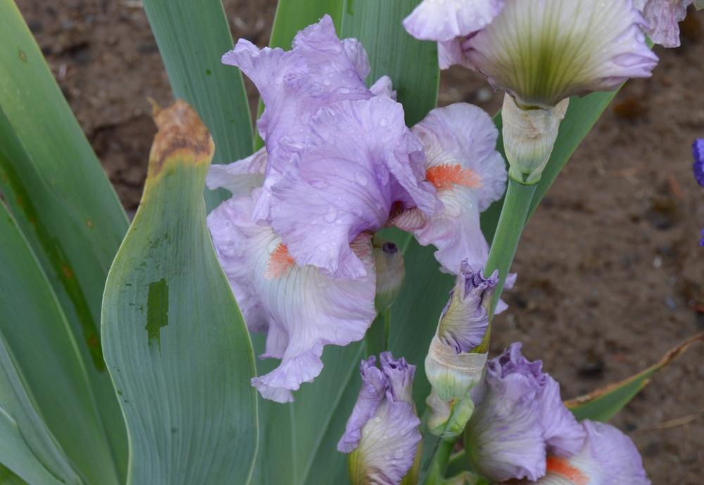 Photo of Tall Bearded Iris (Iris 'Carry Me Home') uploaded by KentPfeiffer