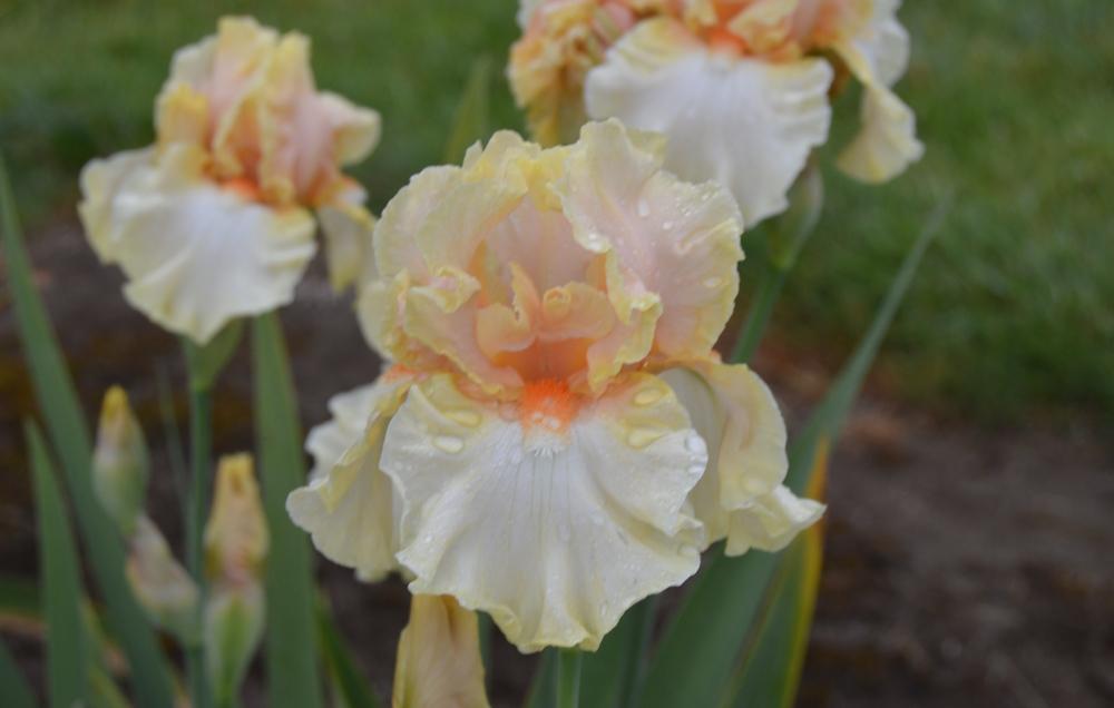 Photo of Tall Bearded Iris (Iris 'Blushing') uploaded by KentPfeiffer