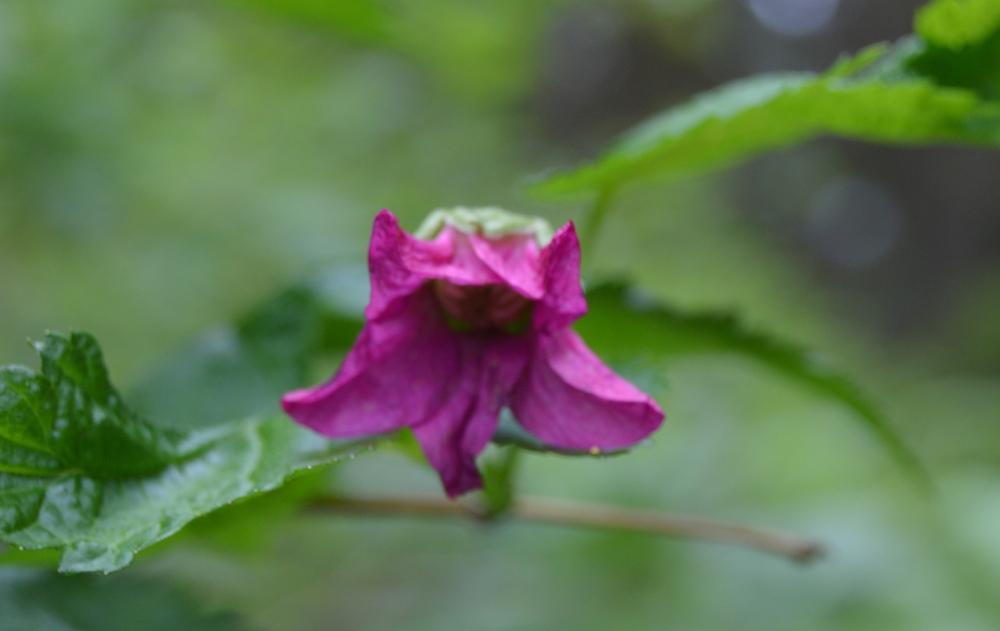Photo of Salmonberry (Rubus spectabilis) uploaded by KentPfeiffer