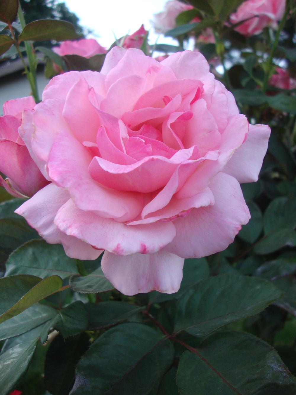 Photo of Rose (Rosa 'Billy Graham') uploaded by Paul2032