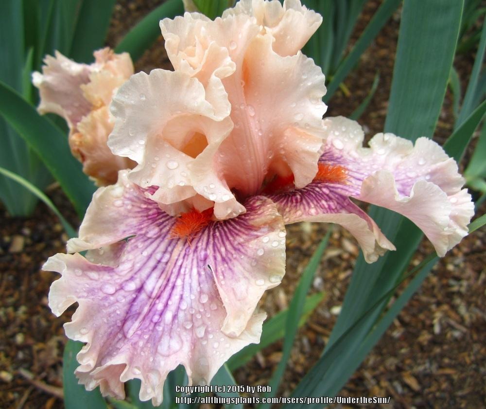 Photo of Tall Bearded Iris (Iris 'Center Line') uploaded by UndertheSun