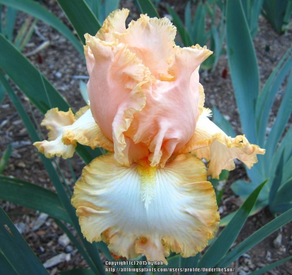 Photo of Tall Bearded Iris (Iris 'Barbara My Love') uploaded by UndertheSun