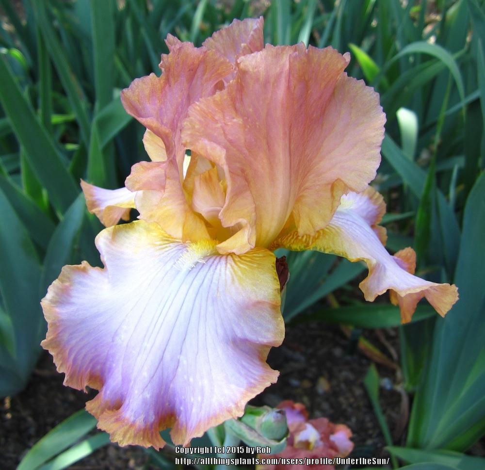 Photo of Tall Bearded Iris (Iris 'Afternoon Delight') uploaded by UndertheSun