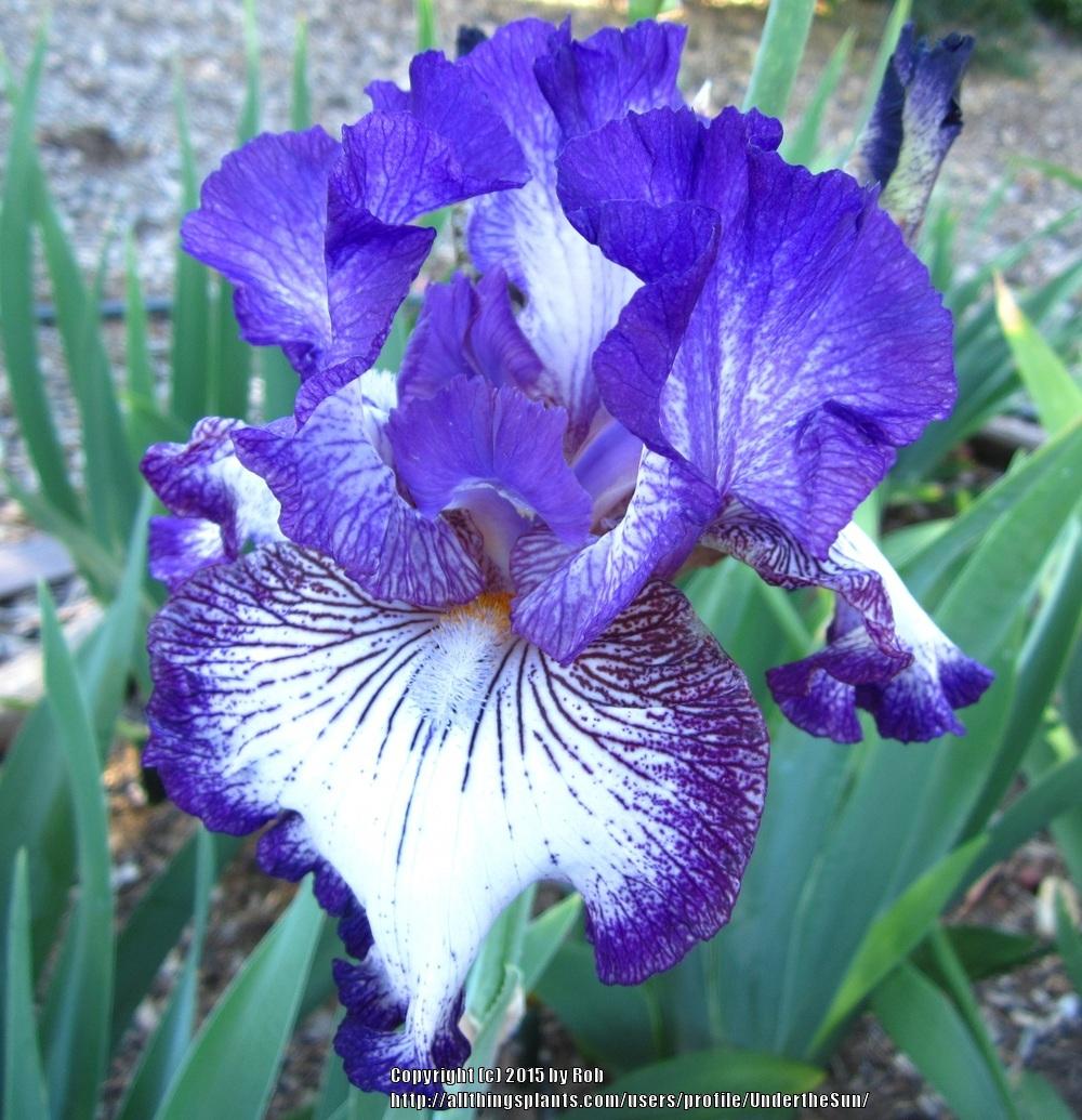 Photo of Tall Bearded Iris (Iris 'Double Shot') uploaded by UndertheSun