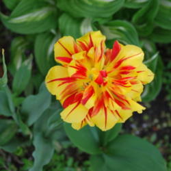 Location: My front garden in Welland, Niagara Region, Ontario, Canada
Date: 2011-05-21
Just my favorite tulip