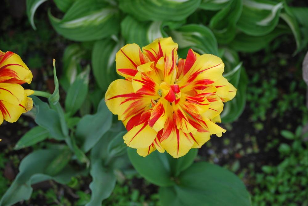 Photo of Tulips (Tulipa) uploaded by jenniferatemple