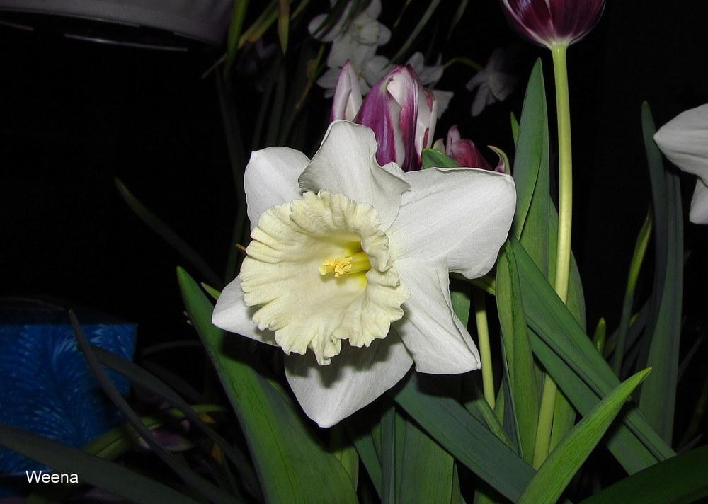 Photo of Large Cupped Daffodil (Narcissus 'Weena') uploaded by jmorth