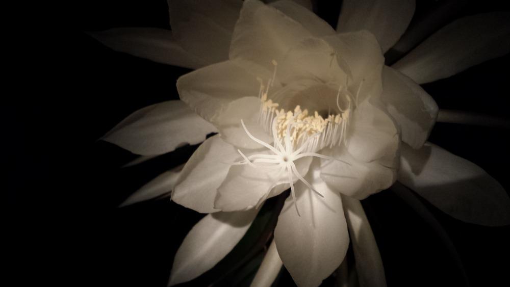 Photo of Queen of the Night (Epiphyllum oxypetalum) uploaded by DogsNDaylilies