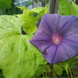 Location: Wilmington, Delaware USA
Date: 2015-09-08
Name = Light Grape Mouse - Mysterious purple flower and yellow le
