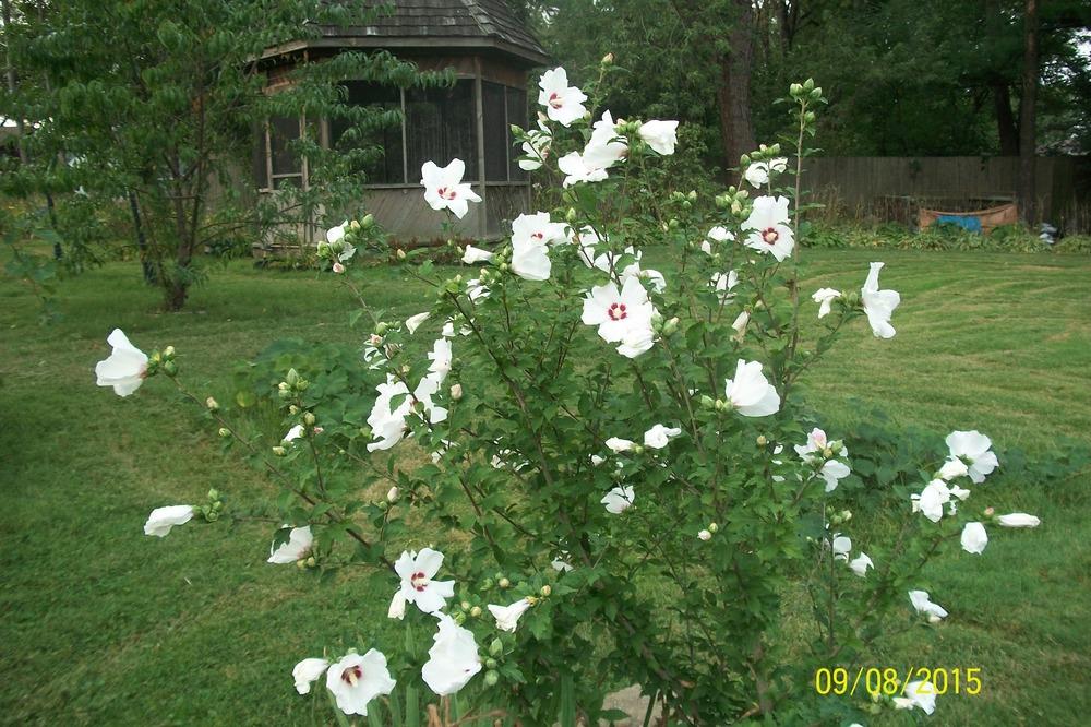Photo of Roses of Sharon (Hibiscus syriacus) uploaded by Hazelcrestmikeb