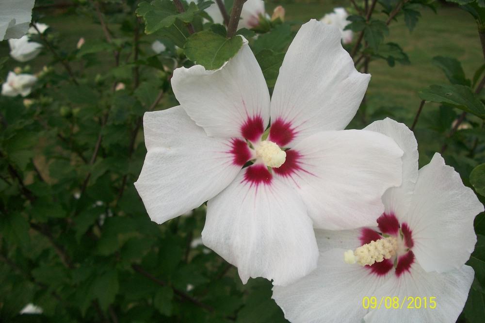 Photo of Roses of Sharon (Hibiscus syriacus) uploaded by Hazelcrestmikeb