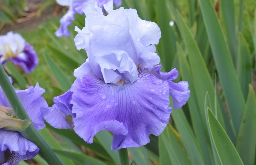 Photo of Tall Bearded Iris (Iris 'Credentials') uploaded by KentPfeiffer