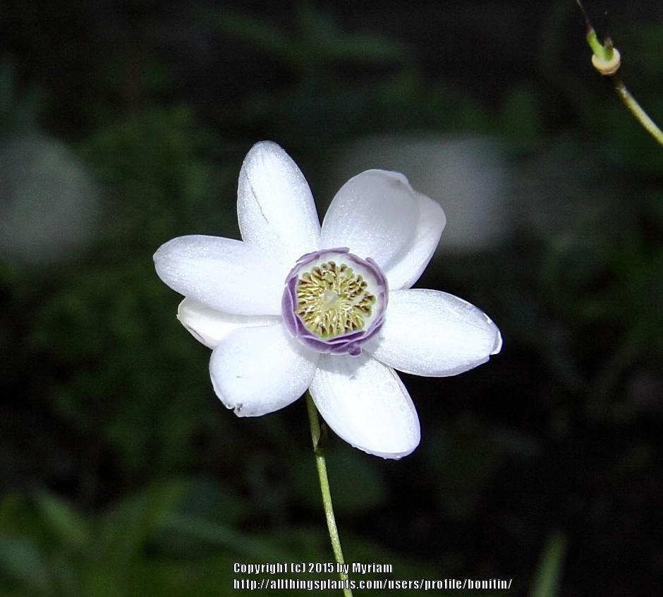Photo of False Anemone (Anemonopsis macrophylla) uploaded by bonitin
