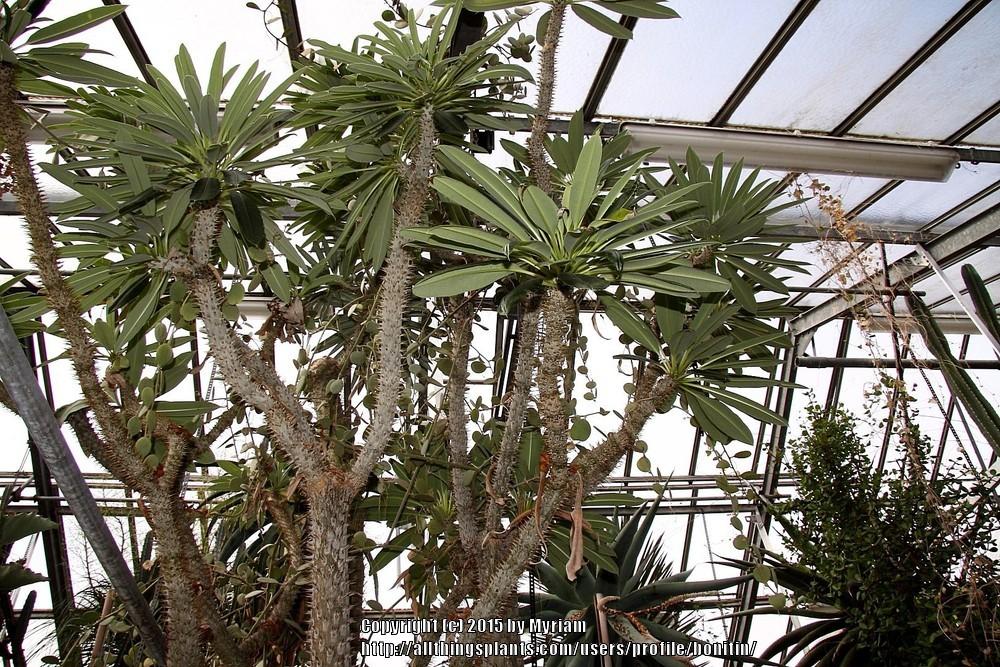 Photo of Madagascar Palm (Pachypodium lamerei) uploaded by bonitin