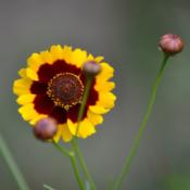 Close-Up with Bud / Dyer's Coreopsis