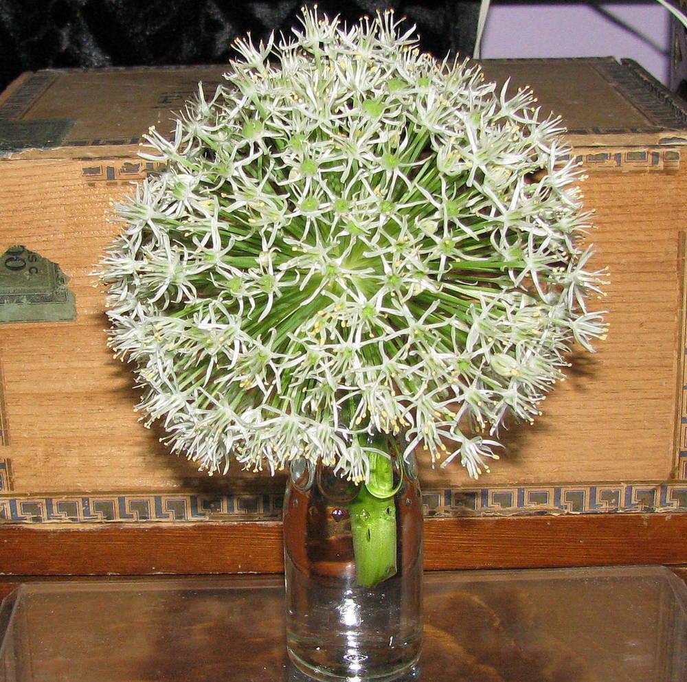 Photo of Ornamental Onion (Allium stipitatum 'Mount Everest') uploaded by jmorth