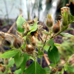 Location: Northeastern, Texas
Date: 2015-09-05
Each seed pod hold many tiny seeds