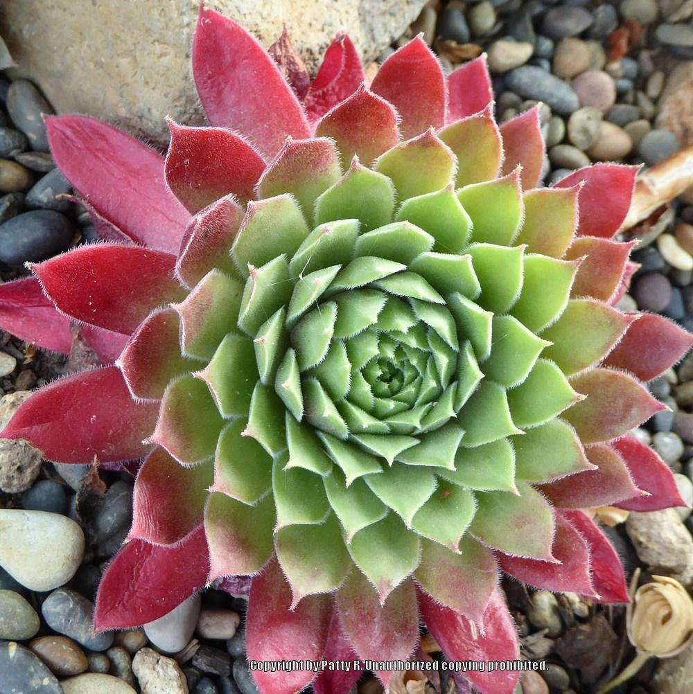 Photo of Hen and Chicks (Sempervivum 'Booth's Red') uploaded by Patty