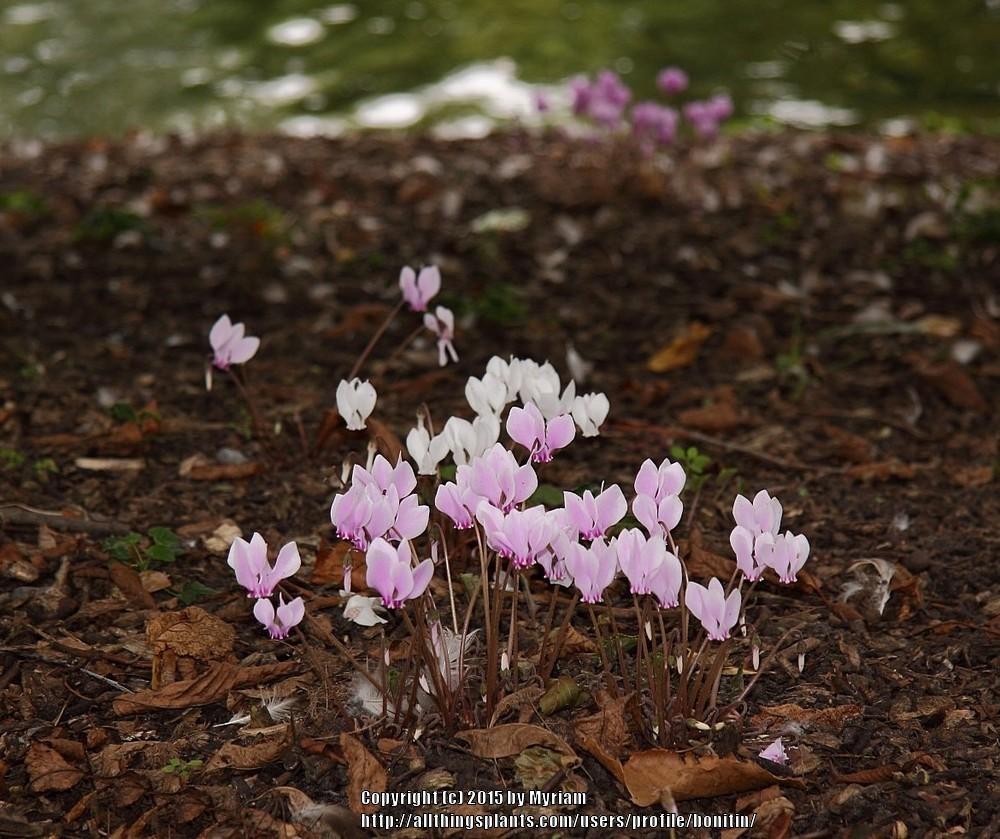 Photo of Hardy Cyclamen (Cyclamen hederifolium) uploaded by bonitin