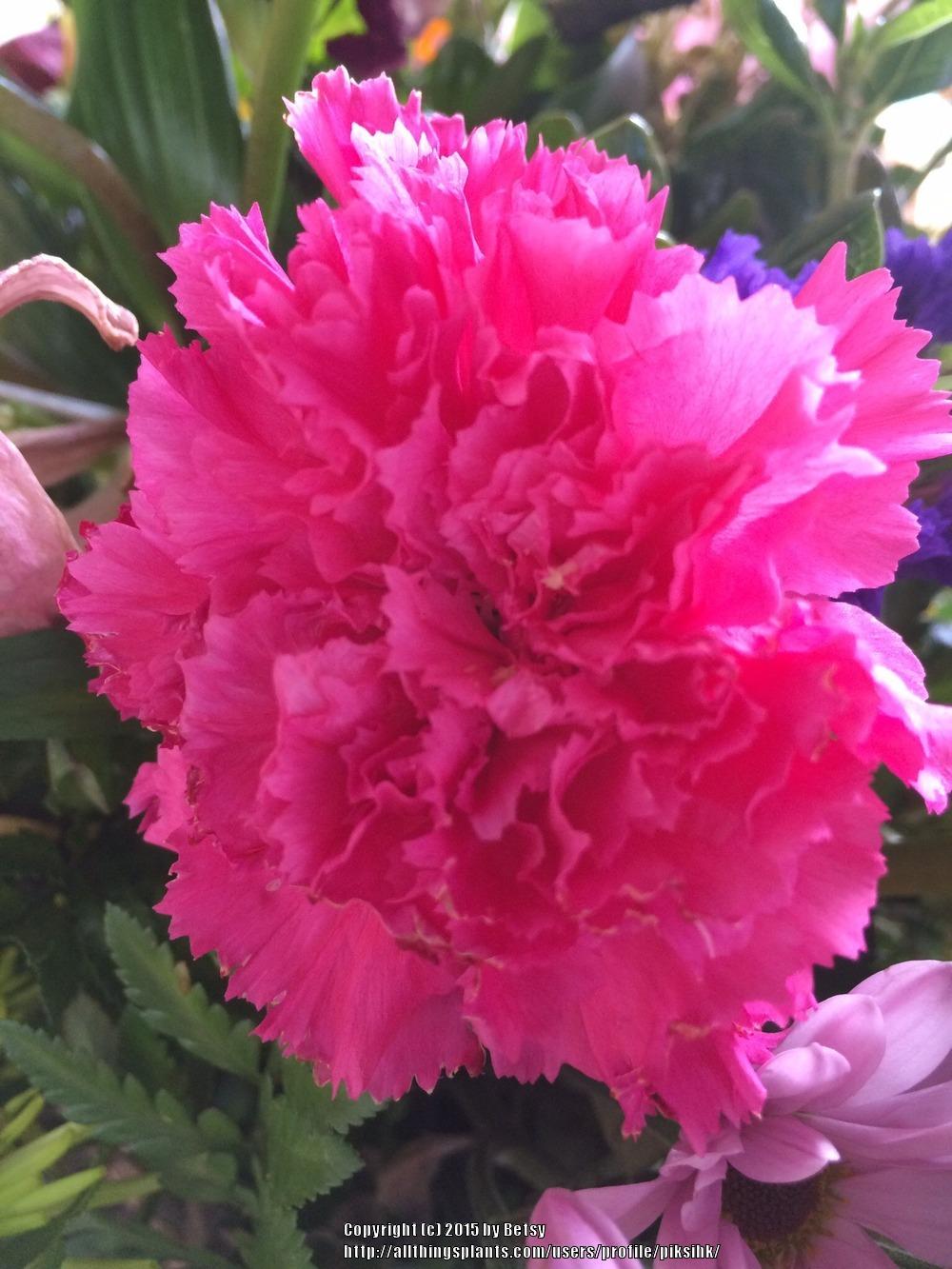 Photo of Dianthus uploaded by piksihk
