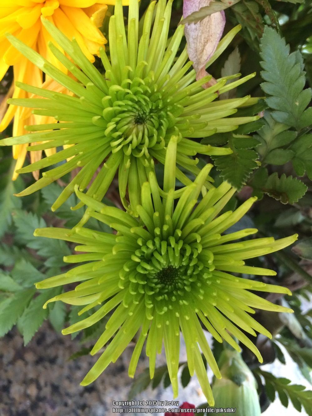 Photo of Chrysanthemum uploaded by piksihk