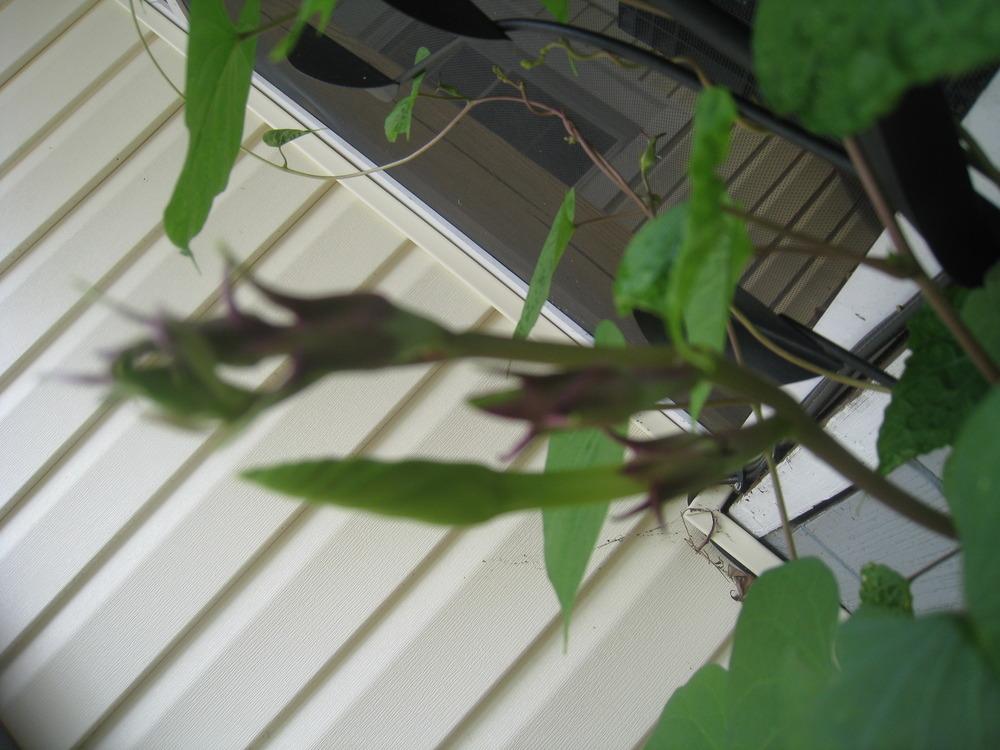 Photo of Moonflower (Ipomoea alba) uploaded by Hemophobic