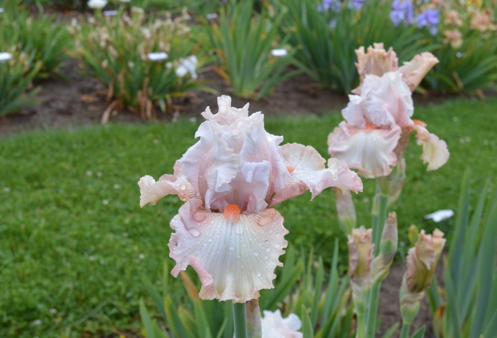 Photo of Tall Bearded Iris (Iris 'Double Platinum') uploaded by KentPfeiffer