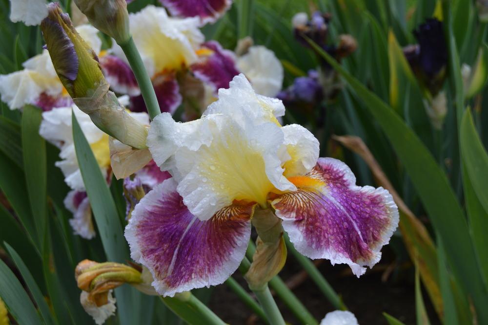 Photo of Tall Bearded Iris (Iris 'Dawn Eternal') uploaded by KentPfeiffer