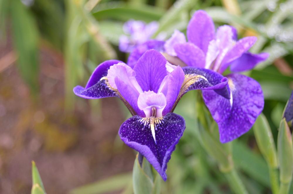 Photo of Species X Iris (Iris x robusta 'Do the Math') uploaded by KentPfeiffer