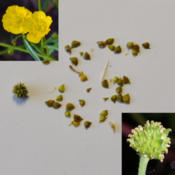 seeds, blooms and heads