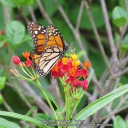 Location: Daytona Beach, Florida
Date: 2014-09-19
#Pollination  Monarch Butterfly at bloom
