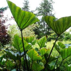 Location: Bronx Botanical garden
Date: 2015-09
Perennial garden near conservatory - beautiful veining on the lea