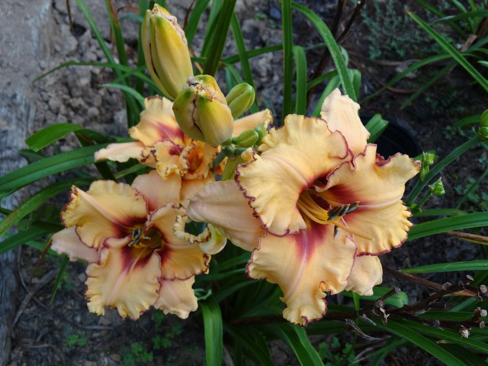 Photo of Daylily (Hemerocallis 'Woman at the Well') uploaded by tgarden711
