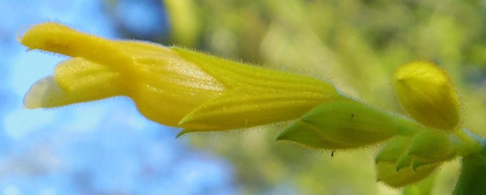 Photo of Forsythia Sage (Salvia madrensis) uploaded by greene