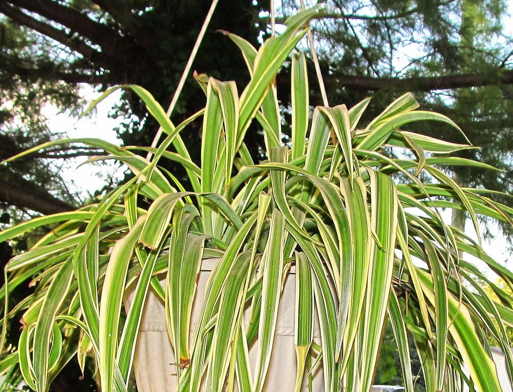 Photo of Spider Plant (Chlorophytum comosum 'Variegatum') uploaded by jmorth