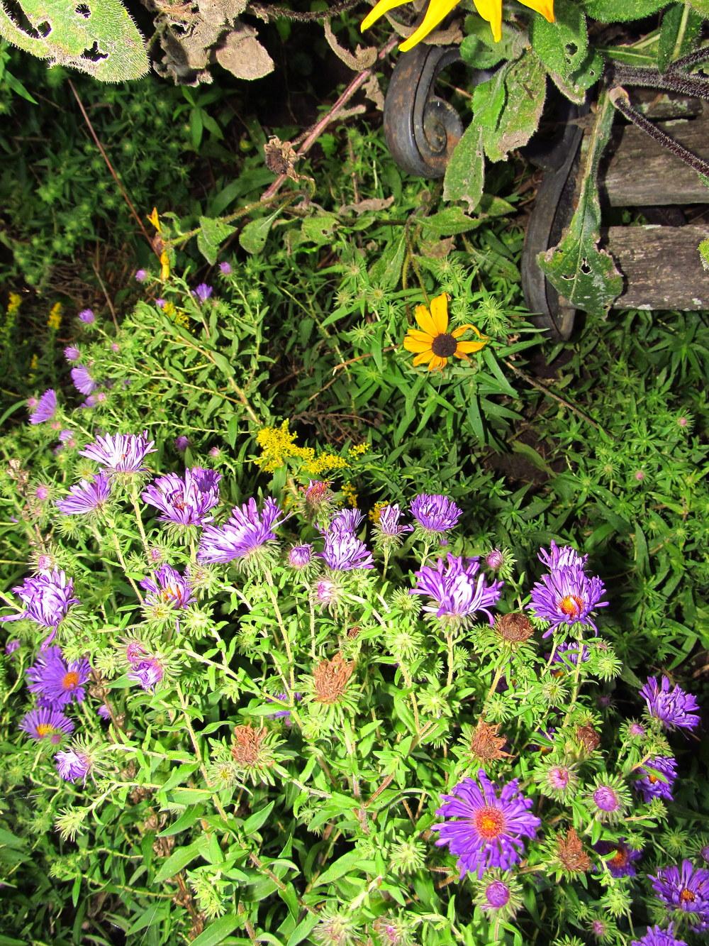 Photo of New England Aster (Symphyotrichum novae-angliae) uploaded by jmorth