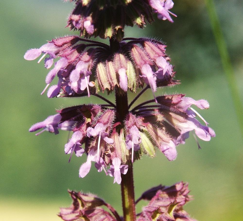 Photo of Lilac Sage (Salvia verticillata) uploaded by robertduval14