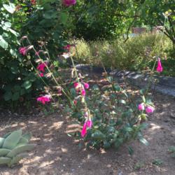 Location: Hamilton Square Perennial Garden, Historic City Cemetery, Sacramento CA.
Date: 2015-05-13
Zone 9b.