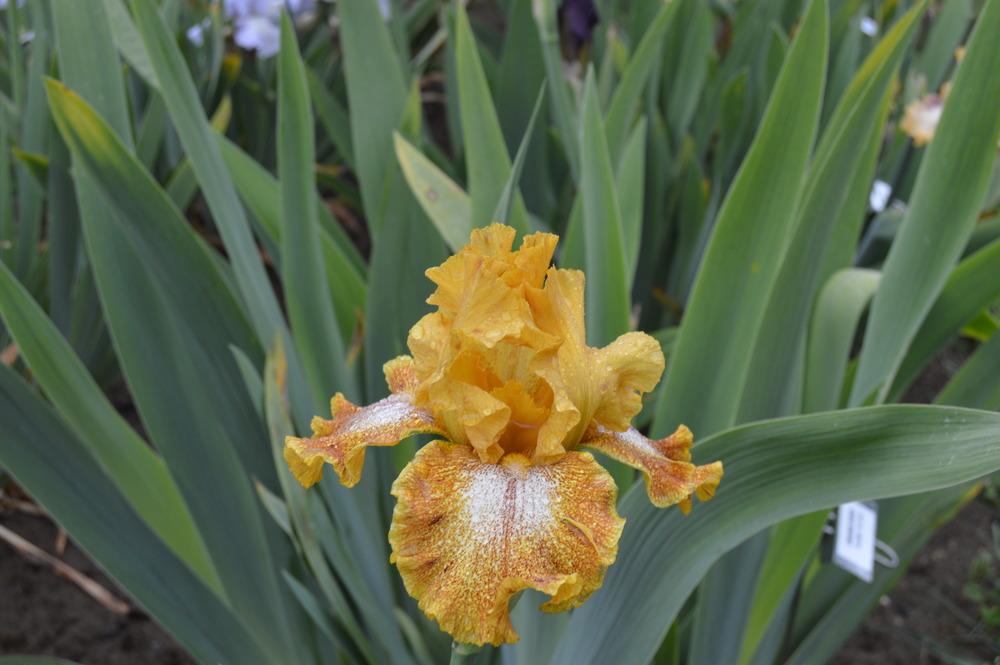 Photo of Tall Bearded Iris (Iris 'Florentine Gold') uploaded by KentPfeiffer