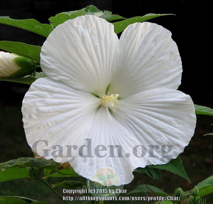 Photo of Hybrid Hardy Hibiscus (Hibiscus 'Blue River II') uploaded by Char
