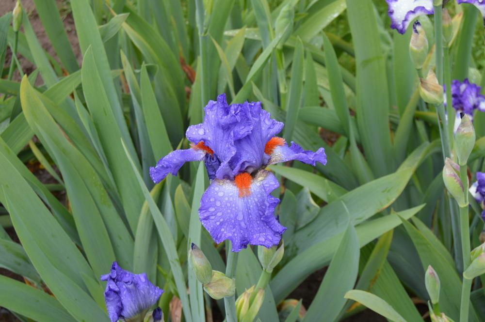 Photo of Tall Bearded Iris (Iris 'Glad') uploaded by KentPfeiffer
