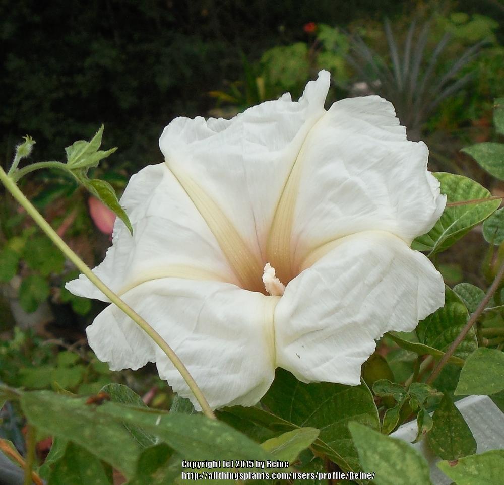 Photo of Morning Glory (Ipomoea albivenia) uploaded by Reine